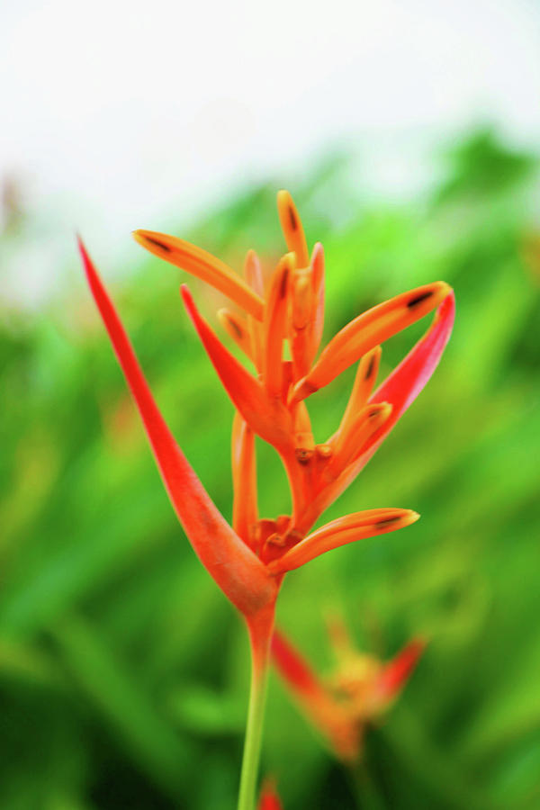 Heliconia Beauty Photograph by Christine Chin-Fook