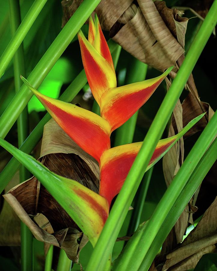 Heliconia Photograph by Doug Davidson