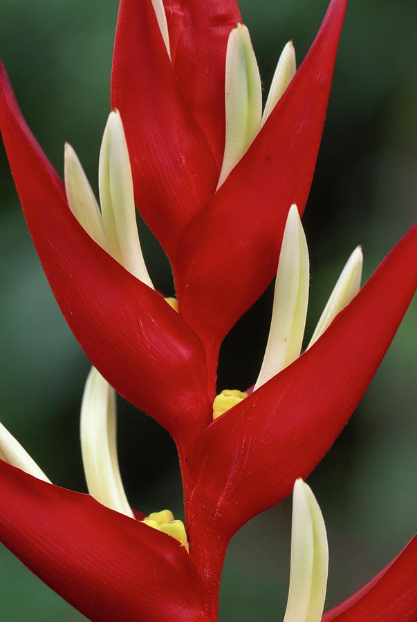 Heliconia  Flower Detail  Heliconia Photograph by Nhpa