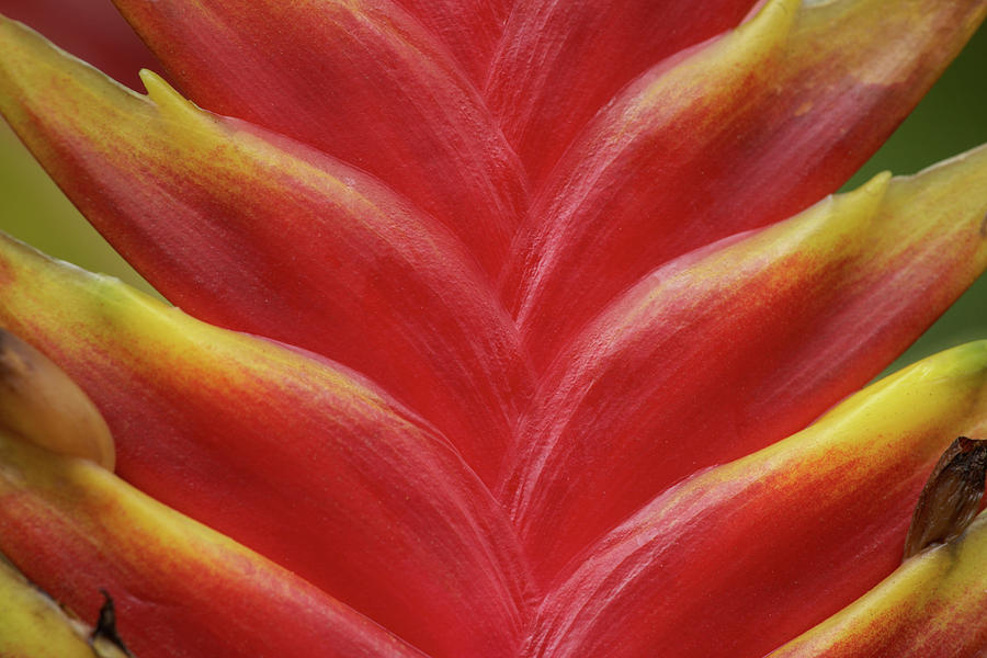 Heliconia Flower, South America Photograph by Tim Fitzharris