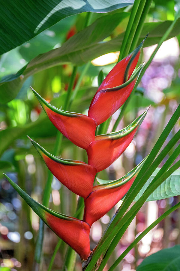 Heliconia Photograph by Lisa S. Engelbrecht - Fine Art America