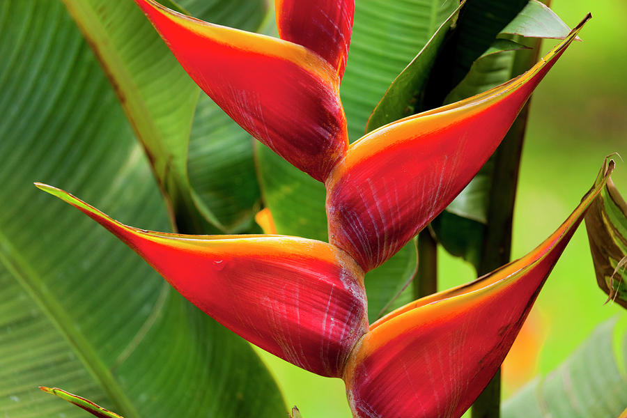 Heliconia Ortotricha Digital Art by Pietro Canali | Fine Art America