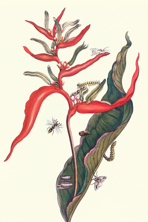 Heliconia & Potter Wasp Painting by Maria Sibylla Merian