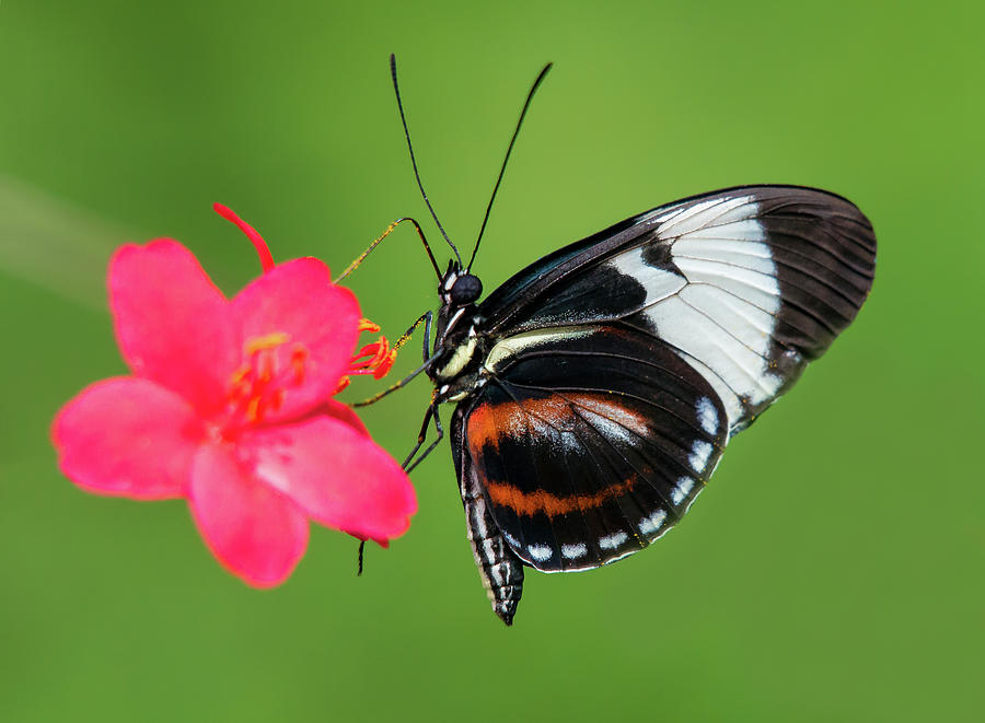 Heliconius Cydno Butterfly Feeding On Photograph by Lasting Image By Pedro Lastra