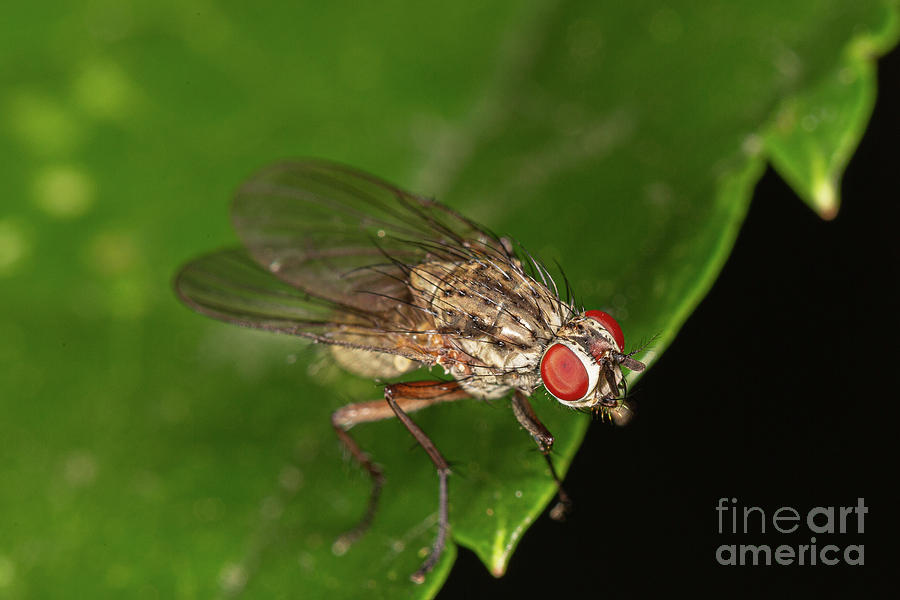 Helina Fly by Brian Roscorla Helina Fly by Brian Roscorla