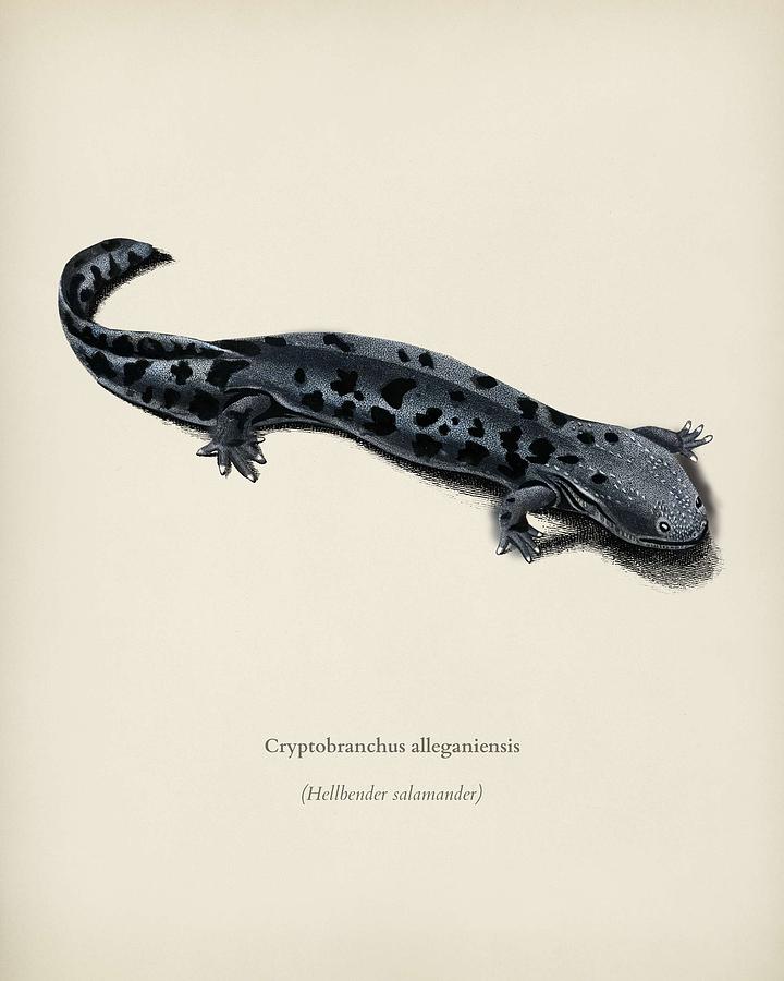 Wildlife Painting - Hellbender Salamander  Cryptobanchus alleganiernsis illustrated by Charles Dessalines D Orbigny  1 by Celestial Images