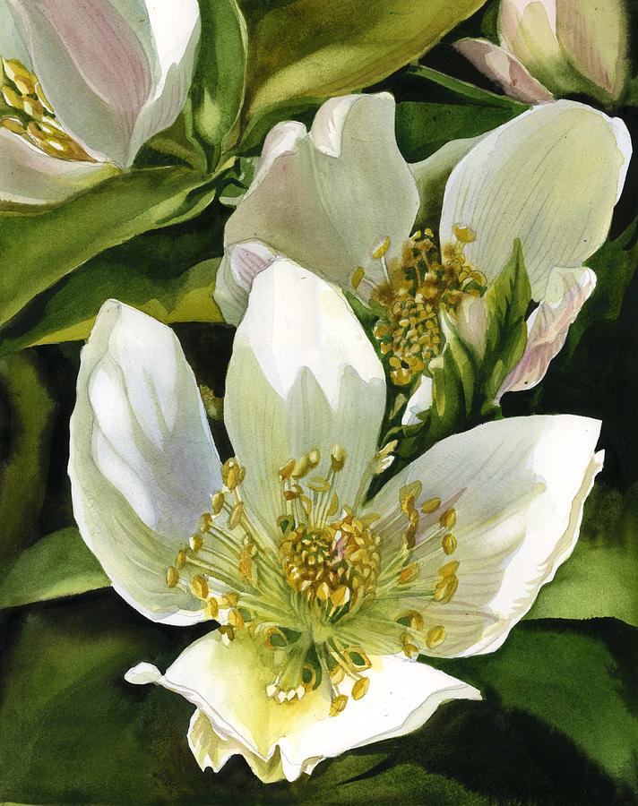 Hellebore  Painting by Alfred Ng
