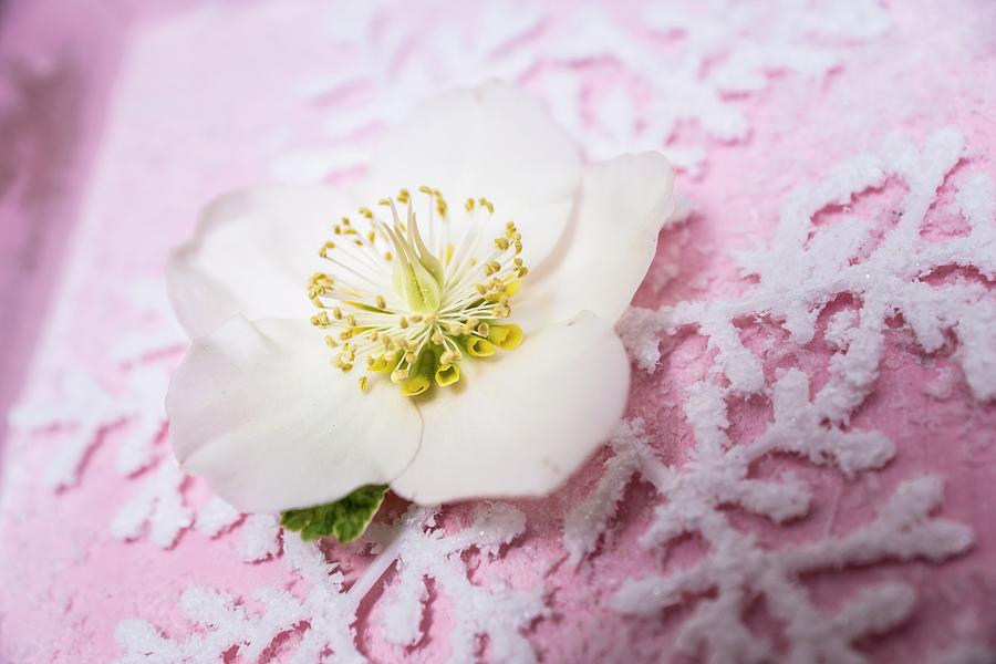 Hellebore Flower On Top Of Ornamental Snowflake Motif Photograph by Bildhbsch