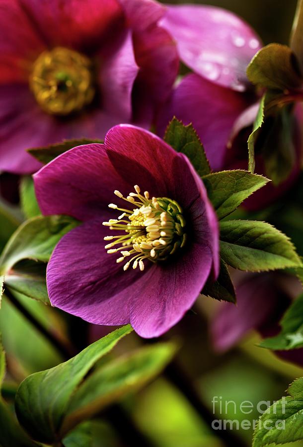 Nature Photograph - Hellebore (helleborus Niger) Flowers by Ian Gowland/science Photo Library
