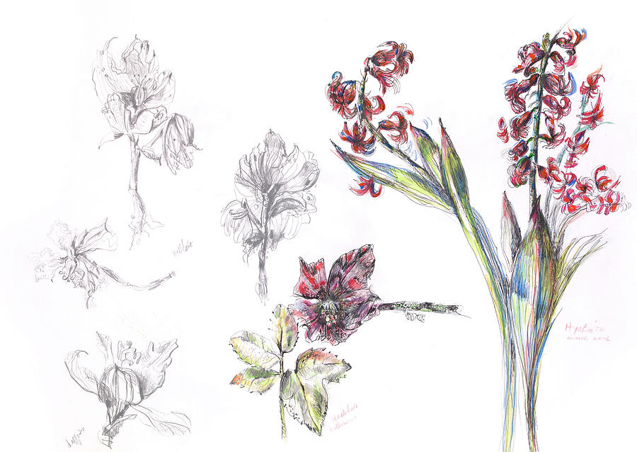 Hellebore, hyacinth Drawing by Gloria Newlan