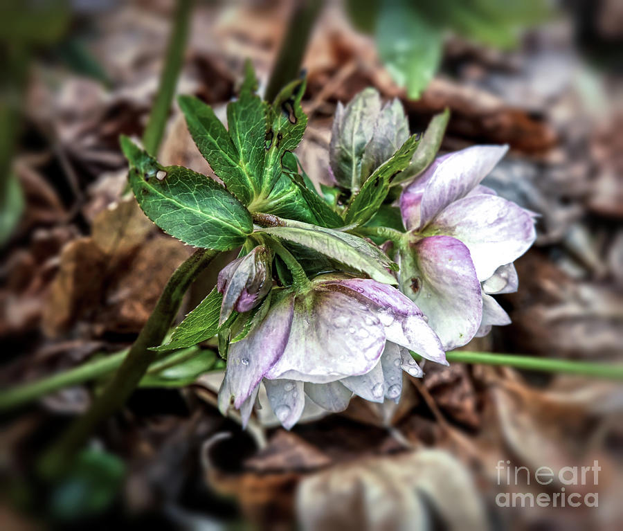 Nature Photograph - Hellebore With Droplets by Kerri Farley
