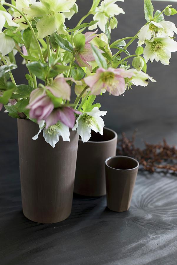 Hellebores In Brown Vase Photograph by Patsy&christian