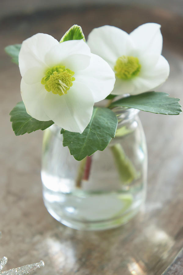 Hellebores In Glass Jar Photograph by Martina Schindler