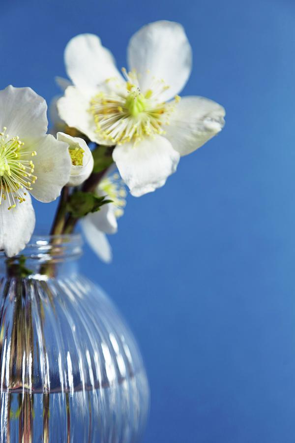Hellebores In Spherical Vase Against Blue Background Photograph by Lioba Schneider Fotodesign