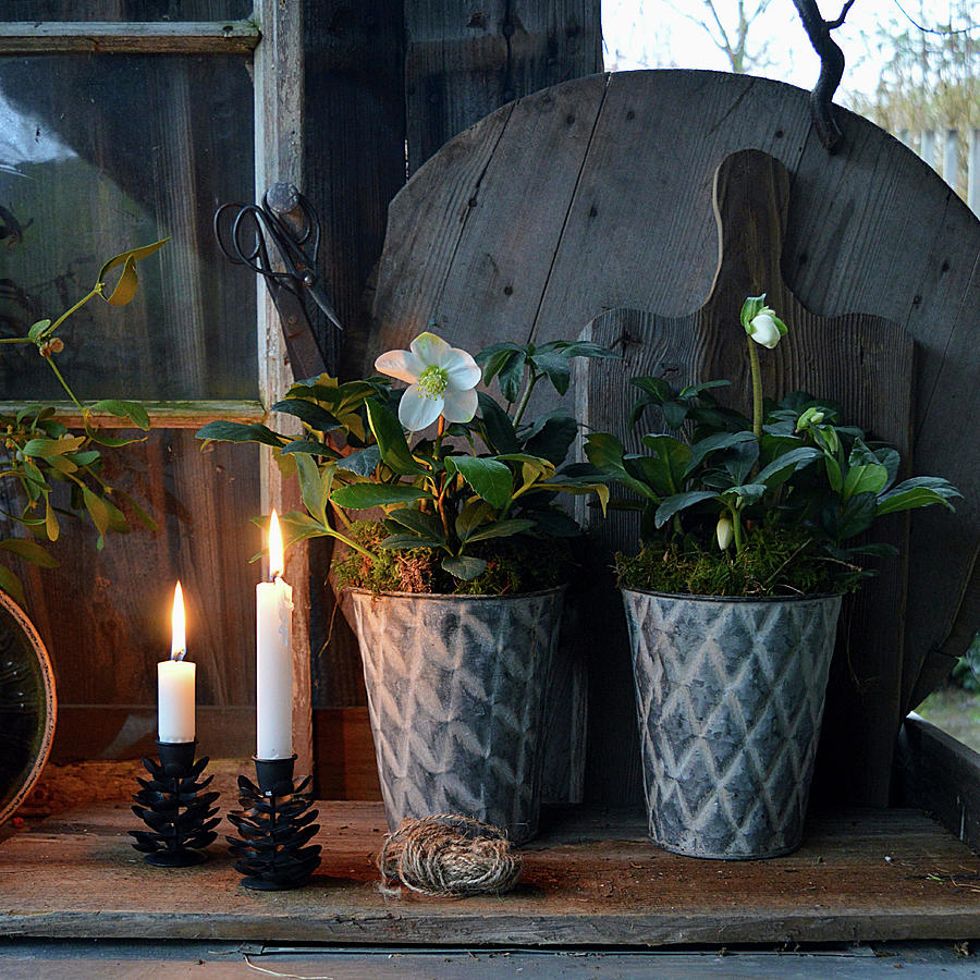 Hellebores In Zinc Pots And Metal Candlesticks Shaped Like Pine Cones On Wooden Board Photograph by Christin By Hof 9