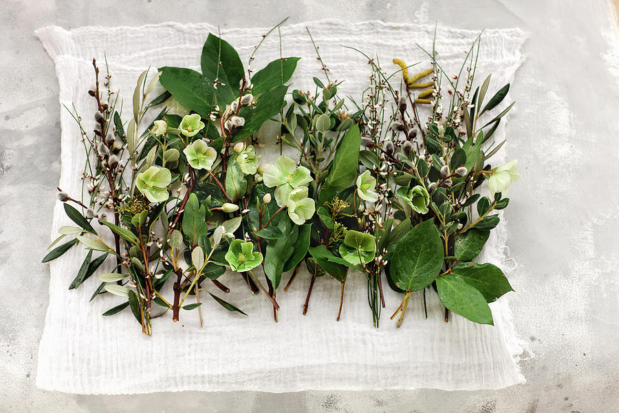 Hellebores, Pussy Willow And Olive Branches Photograph by Giedre Barauskiene