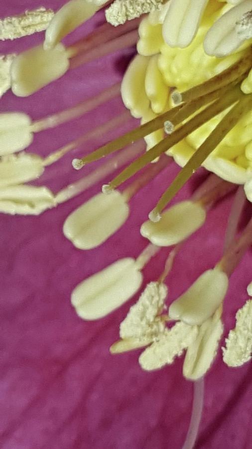 Helleborus Reproductive Structures 39 by Douglas Barnett Helleborus Reproductive Structures 39 by Douglas Barnett