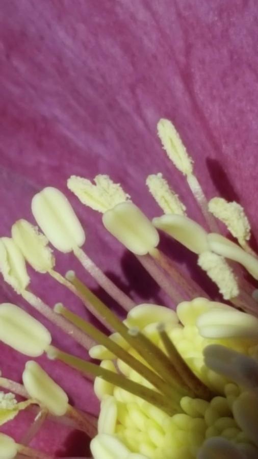 Helleborus Reproductive Structures 44 by Douglas Barnett Helleborus Reproductive Structures 44 by Douglas Barnett
