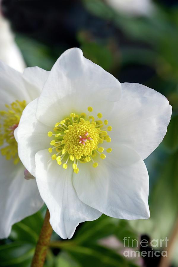 Helleborus white Christmas Photograph by Dr Keith Wheeler/science Photo Library