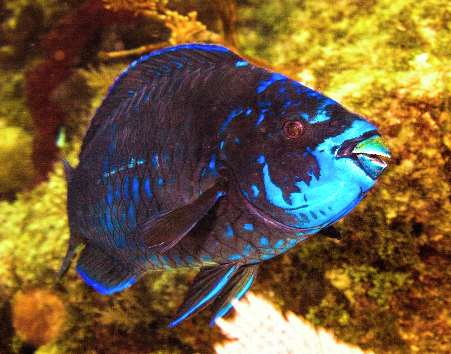 Hello Blue Parrot Fish by Paula Porterfield-Izzo Hello Blue Parrot Fish by Paula Porterfield-Izzo