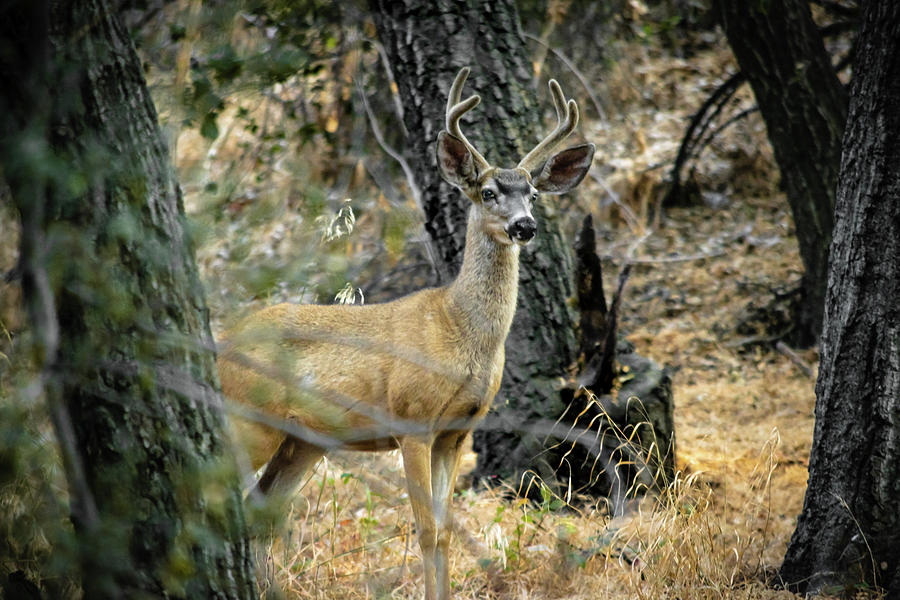Hello, Deer by Rick J Brown Hello, Deer by Rick J Brown