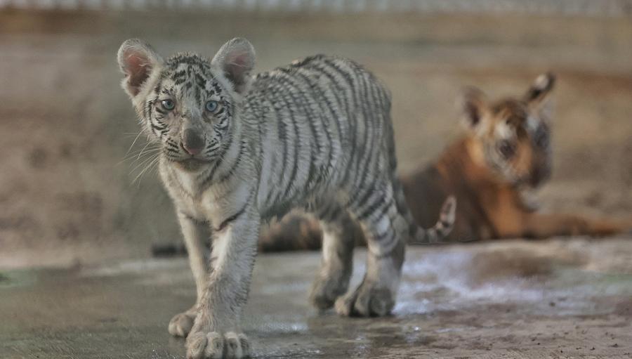 Hello From Albino Tiger Baby Photograph by Mostafijur Rahman Nasim - Pixels