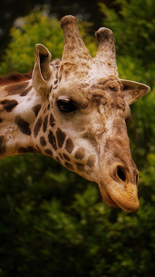 Hello Giraffe Photograph by Kathy Barney