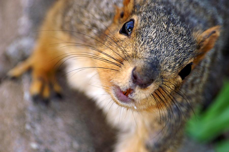 Hello Mr. Squirrel Photograph by Don Northup