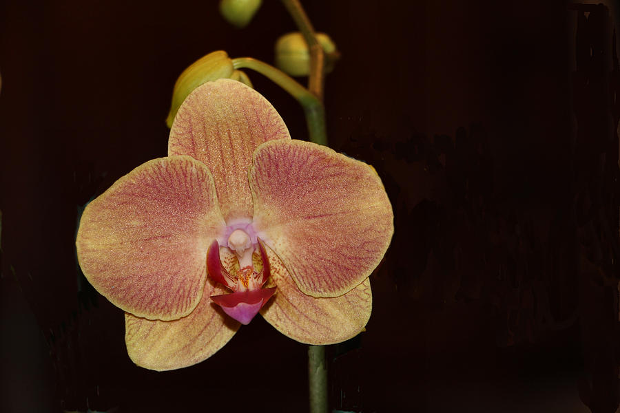 Hello, Orchid Photograph by Lin Grosvenor