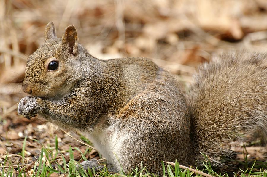 Hello Squirrel Photograph by Don Northup
