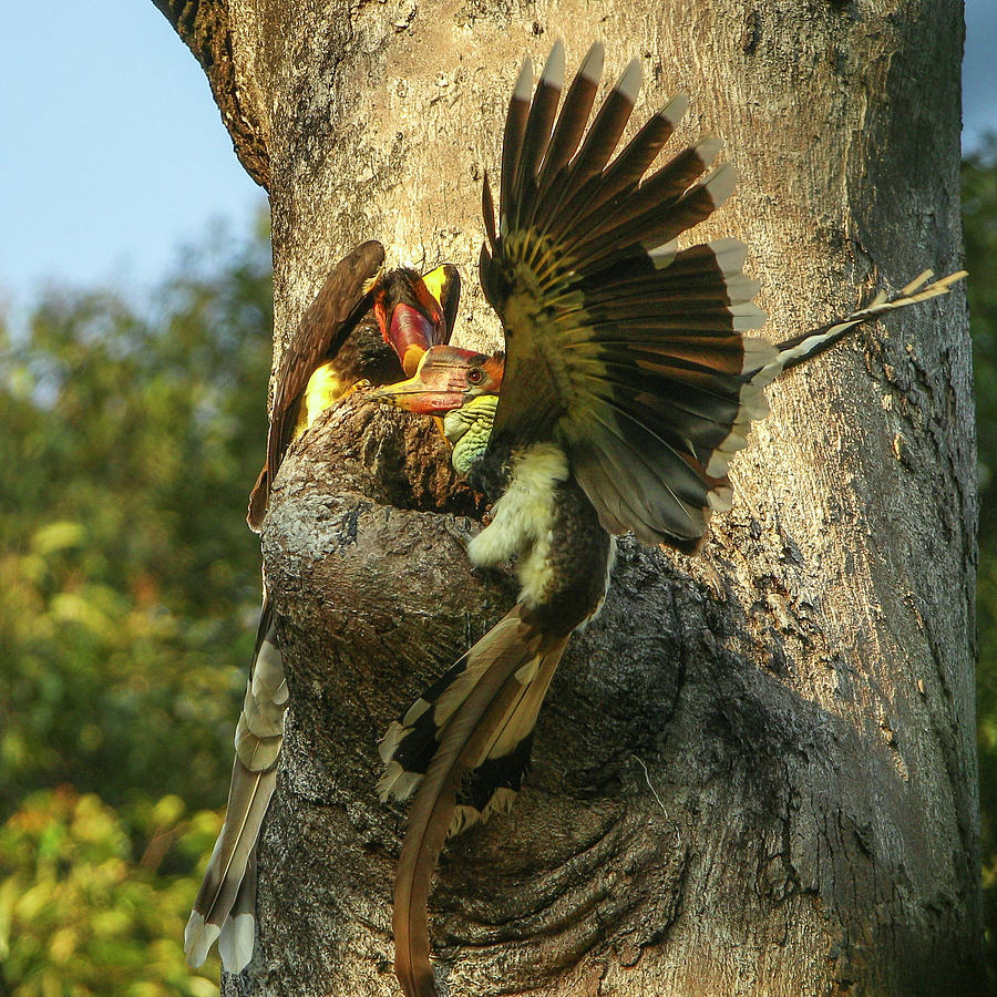 Helmeted Hornbill Pair, Investigating A Possible Nest Cavity Photograph