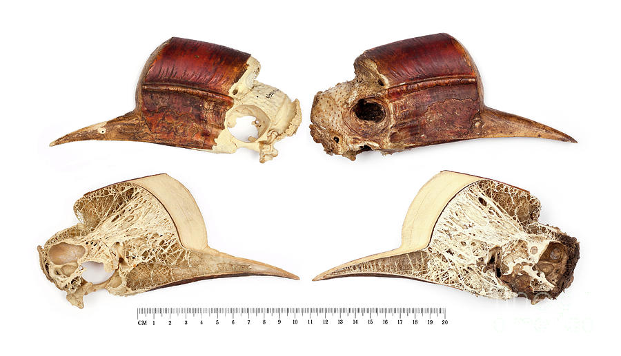 Hornbill Photograph - Helmeted Hornbill Skull by Natural History Museum, London/science Photo Library