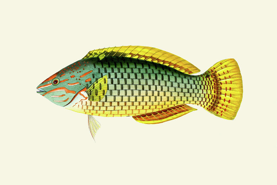 Fish Painting - Hembili-Giriwah - Basket Parrot by John Whitchurch Bennett