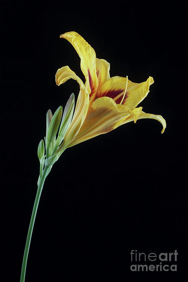 Hemerocallis Bonanza Photograph by John Edwards