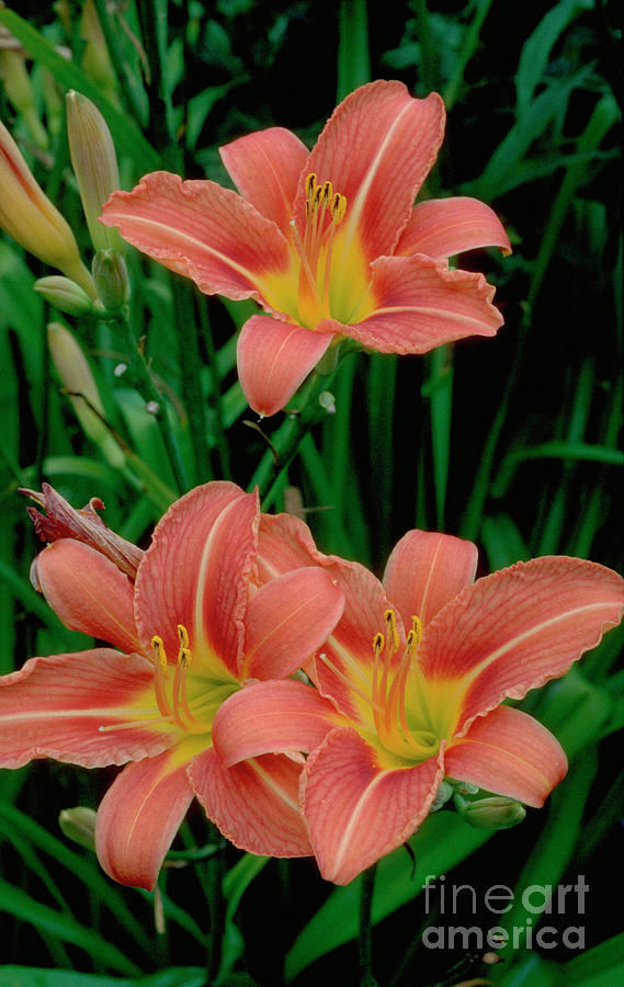 Hemerocallis Fulva. Photograph By Malcolm Richards Science Photo Library