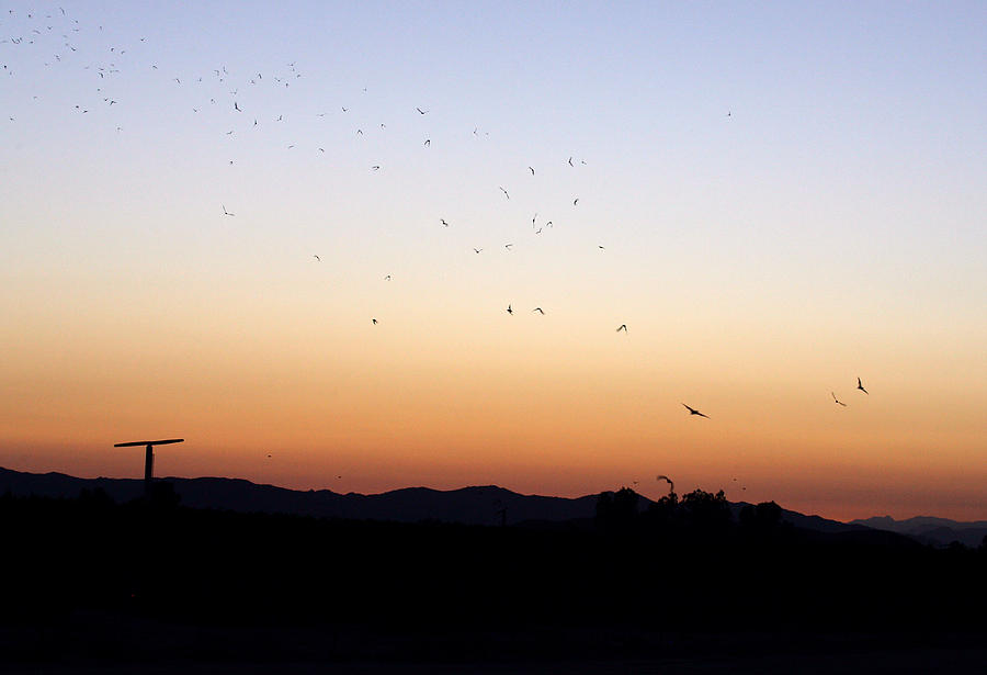 Hemet Bats at sunset Photograph by Anthony Jones