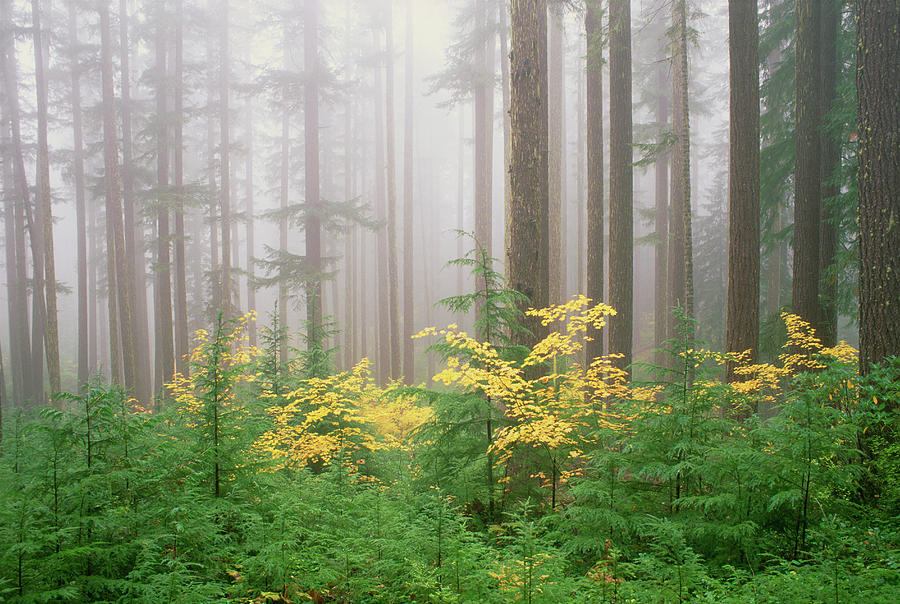 Hemlock And Vine Maple Trees In The Photograph by Mint Images - David Schultz