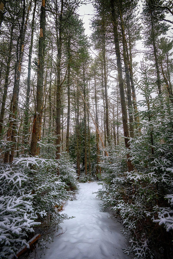 Winter Photograph - Hemlock Forest Freeport Maine by Rick Berk
