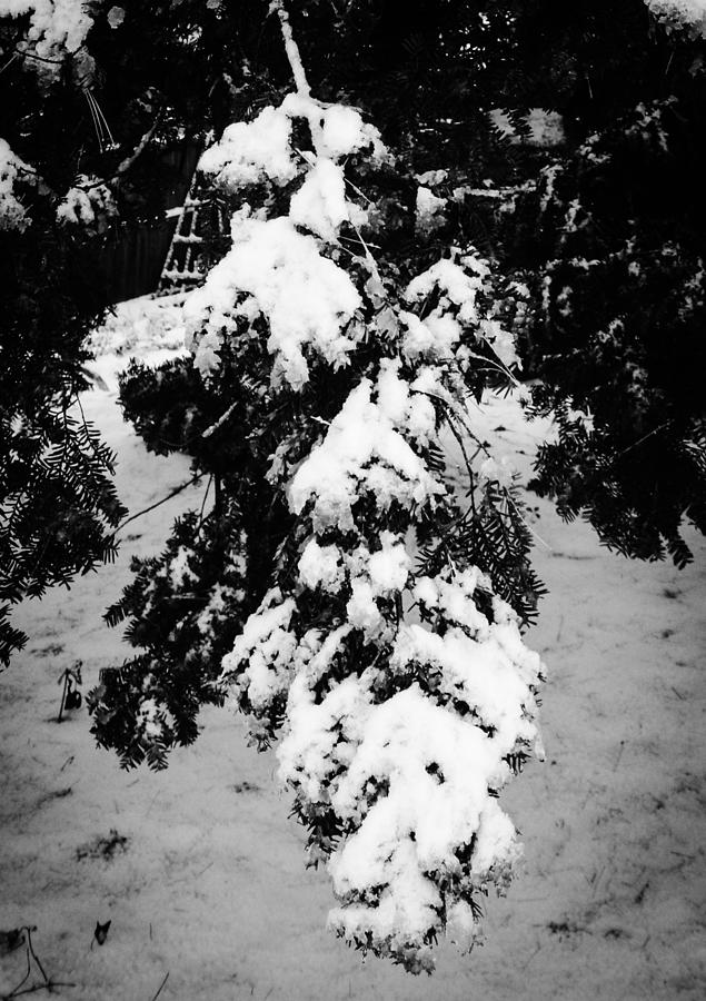 Hemlock in Snow Photograph by Pamela Cope - Pixels