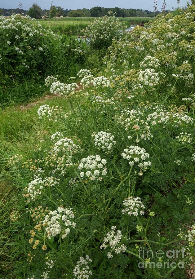 Hemlock Water Dropwort (oenanthe Crocata) Photograph by Bob Gibbons