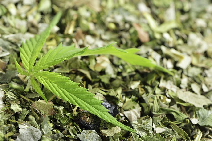 Hemp cannabis Sativum, Fresh Leaf And Dried Photograph by Otmar Diez