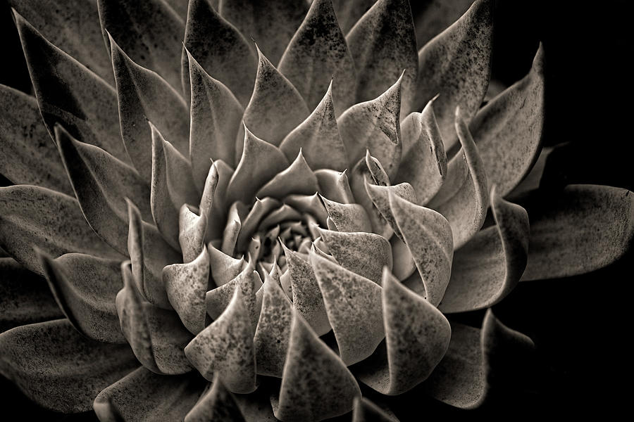 Hen and chicks in monochrome Photograph by Alessandra RC