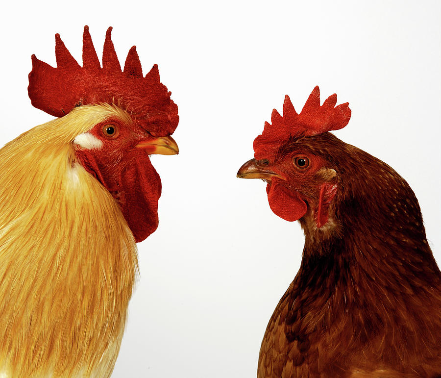 Rooster Digital Art - Hen And Cockerel by Simon Murrell