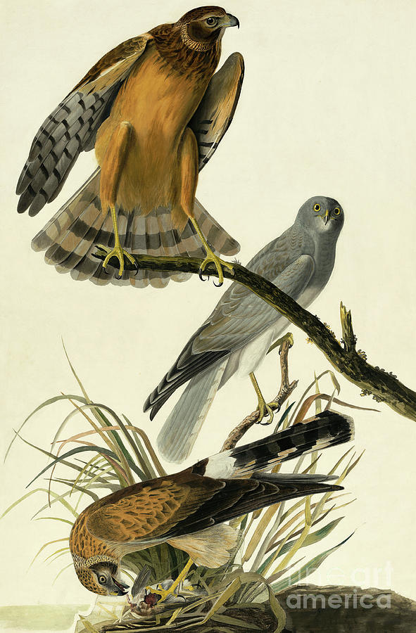 Hawk Painting - Hen Harrier, Circus Cyaneus by Audubon by John James Audubon