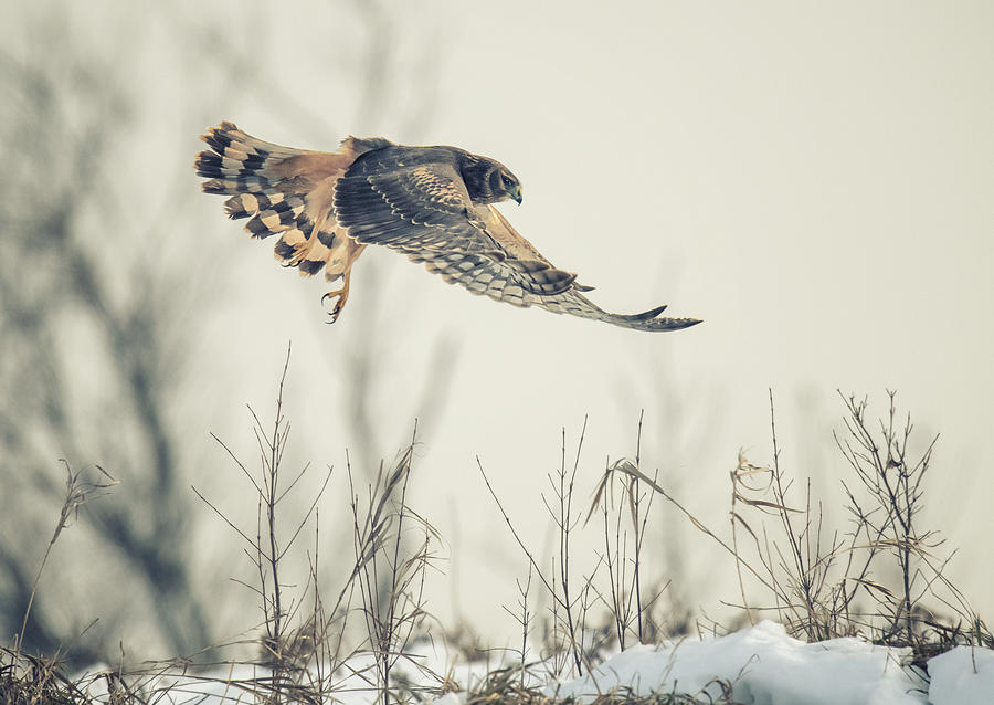 Wildlife Photograph - Hen Harrier Hunting In Winter by Yu Cheng