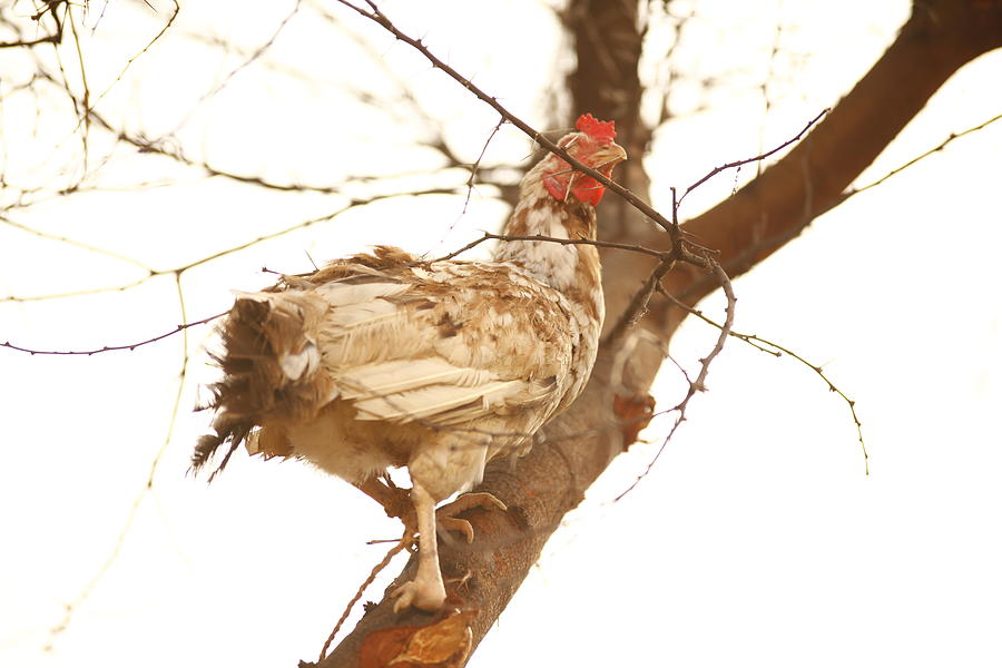Chicken Photograph - Hen by Krothapalli Ravindra babu