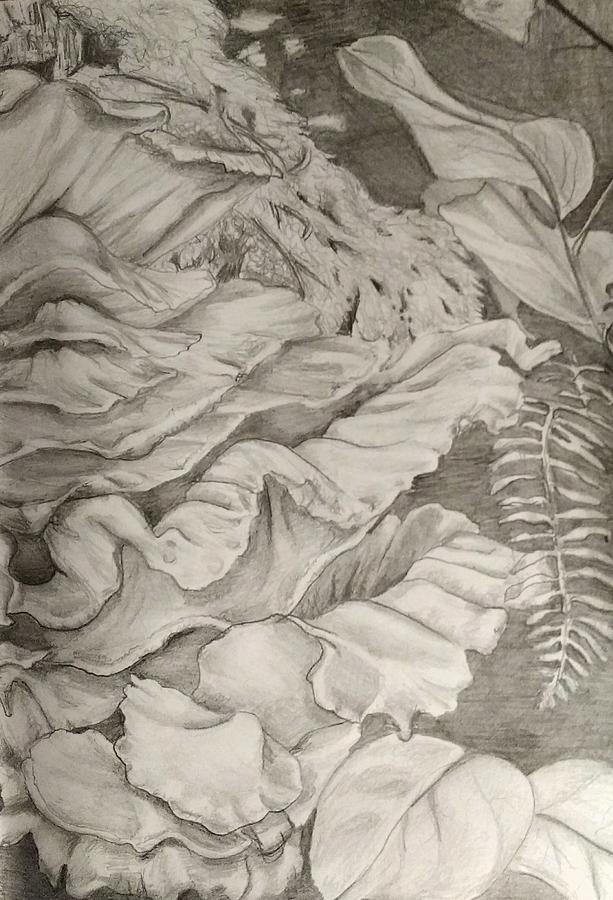 Hen Of The Woods Drawing by Violet Jaffe