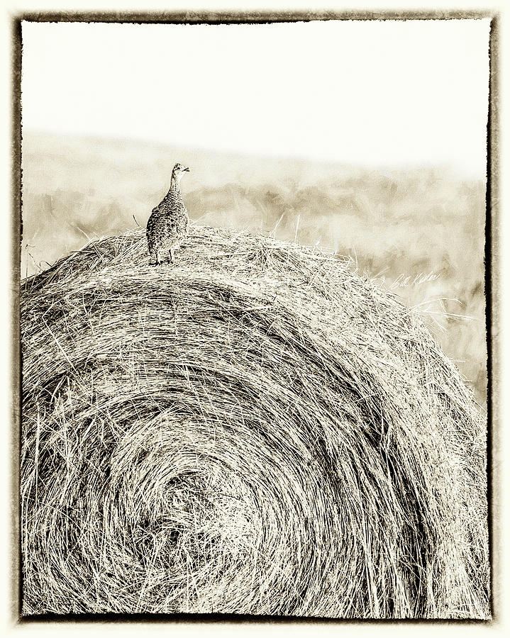Hen On A Roll Photograph by Bill Kesler