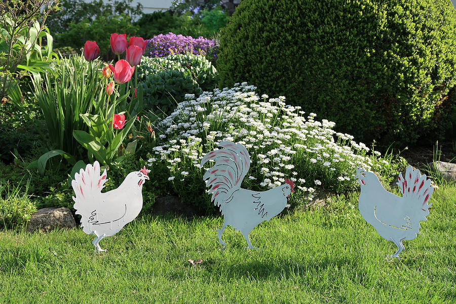 Hen Ornaments In Front Of Bed Of Tulips And Candytuft In Spring Garden Photograph by Domingo Vazquez