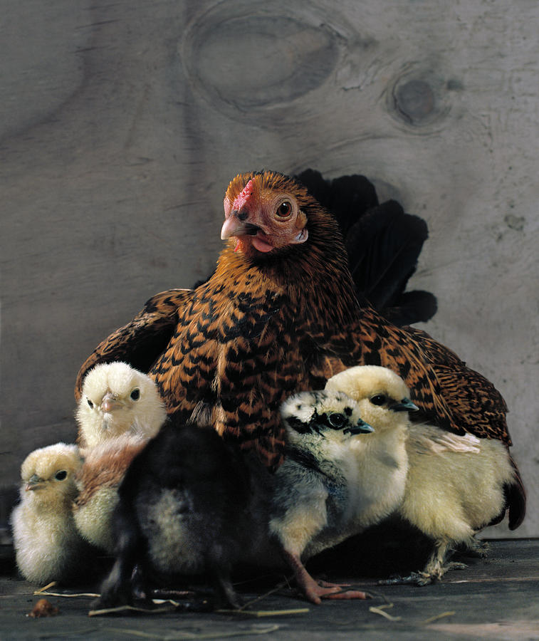 Hen With Chicks Photograph by Muriel De Seze